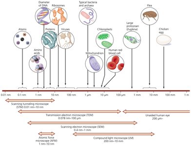 Limits of resolution for the human eye and various microscopes