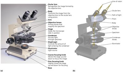 Bright-field compound light microscope