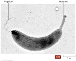 Prostheca in alphaproteobacteria