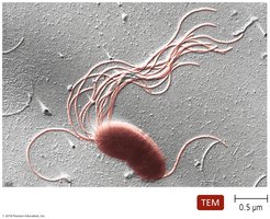 Pseudomonas with polar flagella