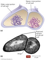 Snapping division in prokaryotes