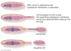 Budding in prokaryotes