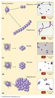 Arrangements of cocci