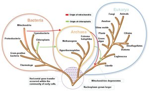 Three-domain system evolutionary tree