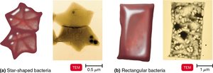 Star-shaped and rectangular bacteria