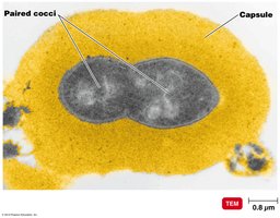 Capsule in Streptococcus pneumoniae