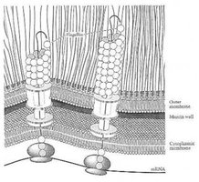 Flagella structure and basal body
