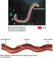 Diagram of axial filament in spirochete