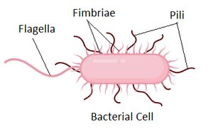 Diagram of fimbriae and pili on bacterial cell