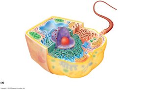 Structure of a typical eukaryotic cell