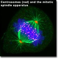 Mitotic spindle apparatus in eukaryotic cell