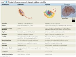 Table of principal differences between prokaryotic and eukaryotic cells
