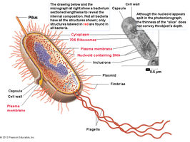 Structure of a typical bacterial cell