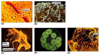 Various types of microorganisms: bacteria, fungi, protozoa, algae, viruses
