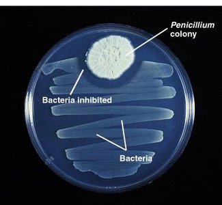 Penicillium colony inhibiting bacterial growth on agar plate