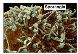 Fungal sporangia (spore-producing structures)