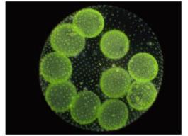 Colony of green algae (Volvox)
