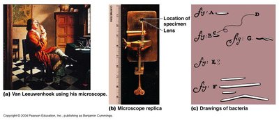 Van Leeuwenhoek and his microscope, drawings of bacteria
