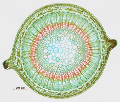 Plant cell cross-section