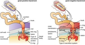 Bacterial flagella structure