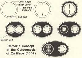 Remak's concept of cytogenesis