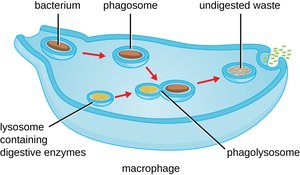 Lysosome function in immune cells