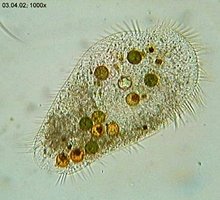 Protozoan with cilia