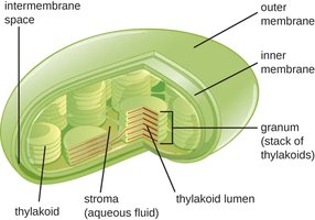 Chloroplast structure