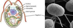 Algae with chloroplast
