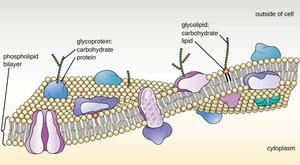 Plasma membrane structure