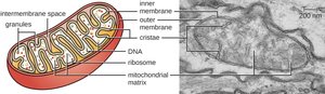 Mitochondria structure and function
