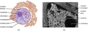 Eukaryotic nucleus