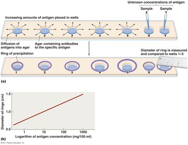 Radial immunodiffusion test