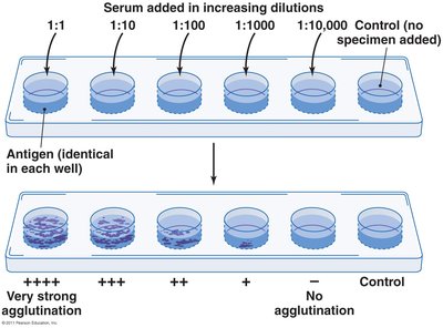 Agglutination test to quantify antibody
