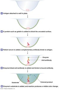 ELISA test steps and results