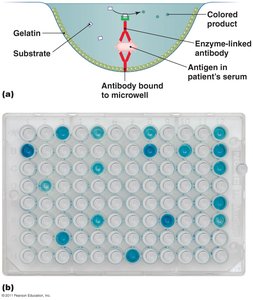 Antibody sandwich ELISA