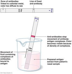 Immunochromatographic dipstick test