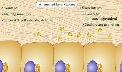 Diagram of attenuated live vaccine advantages and disadvantages