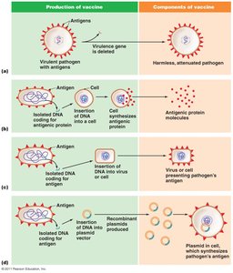 Diagram of recombinant DNA technology in vaccine production