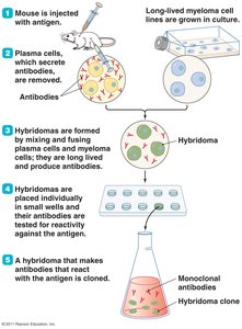 Production of hybridomas for monoclonal antibodies