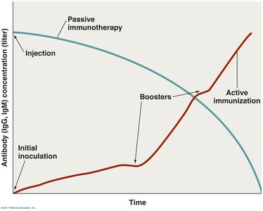 Graph comparing antibody levels in active immunization and passive immunotherapy