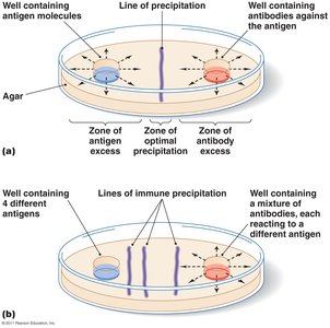 Immunodiffusion precipitation reaction