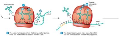 Translation termination and protein release
