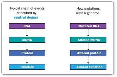 Central dogma and mutation effects