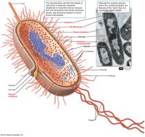 Diagram of prokaryotic cell structure