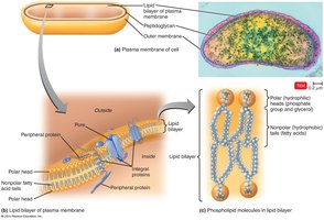 Structure of bacterial plasma membrane