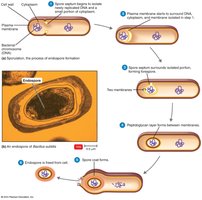 Endospore formation process