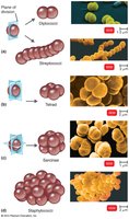 Cocci arrangements