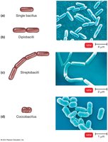 Bacilli arrangements