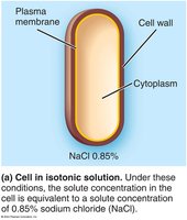 Isotonic solution effect on bacteria